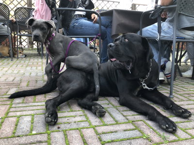 Cane equilibrato